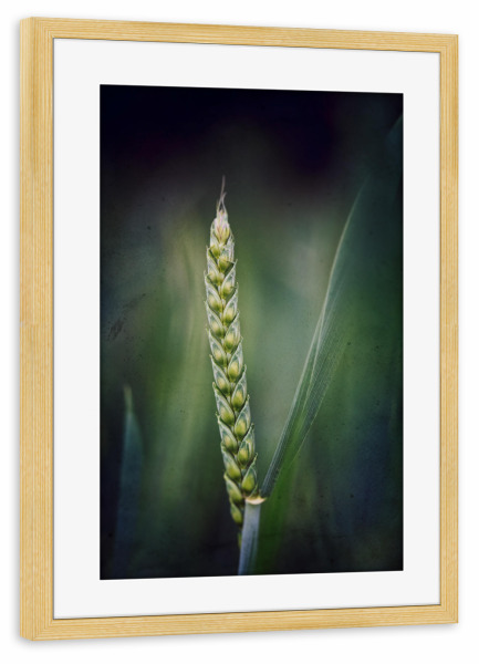 Poster mit Rahmen kiefer "Stand alone" artboxONE - Floral - Weizen,ähre,Weizenähre,Korn,Leaves,Nature,Natur,Closeup,Green,Grün
