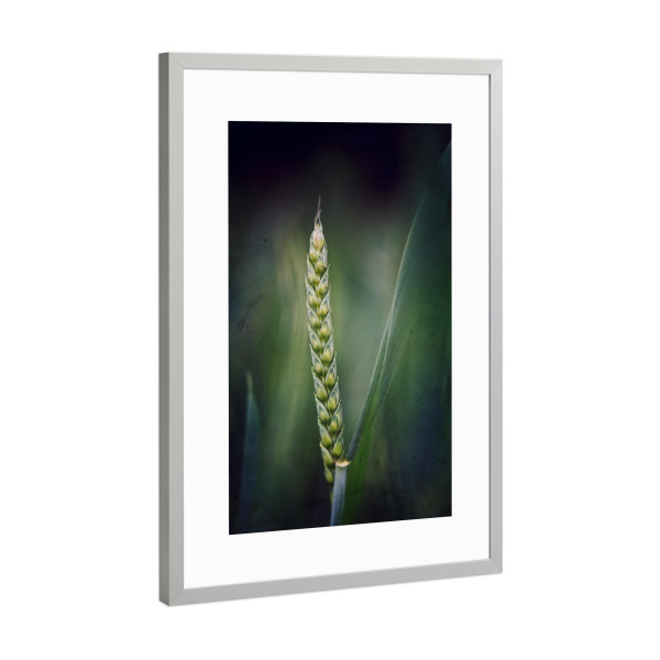 Poster mit Rahmen Silber "Stand alone" artboxONE - Floral - Weizen,ähre,Weizenähre,Korn,Leaves,Nature,Natur,Closeup,Green,Grün