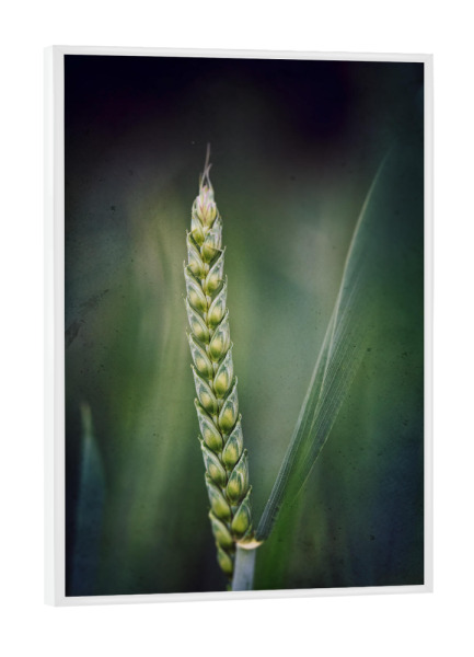 Poster mit weißem Rahmen "Stand alone" artboxONE - Floral - Weizen,ähre,Weizenähre,Korn,Leaves,Nature,Natur,Closeup,Green,Grün