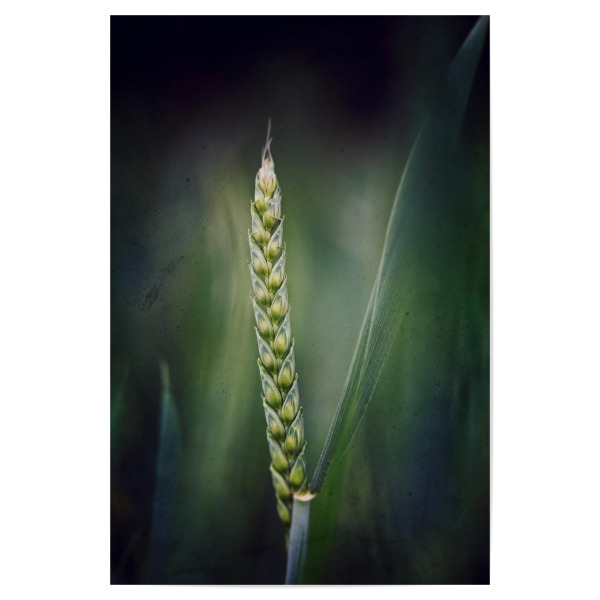 Poster "Stand alone" artboxONE - Floral - Weizen,ähre,Weizenähre,Korn,Leaves,Nature,Natur,Closeup,Green,Grün