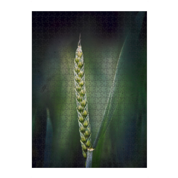 Puzzle Ravensburger "Stand alone" artboxONE - Floral - Weizen,ähre,Weizenähre,Korn,Leaves,Nature,Natur,Closeup,Green,Grün - Bild weizen