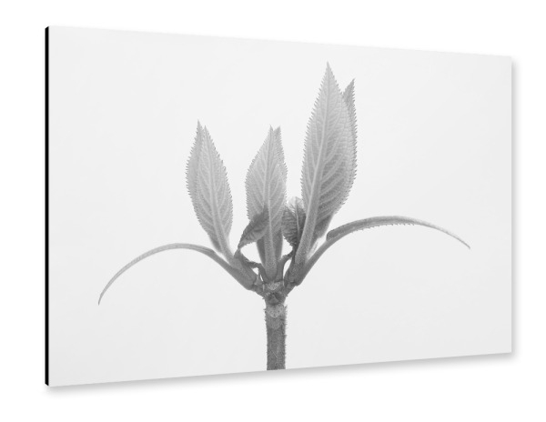 Alu-Dibond "Nature Close Up" 30x20 cm artboxONE
