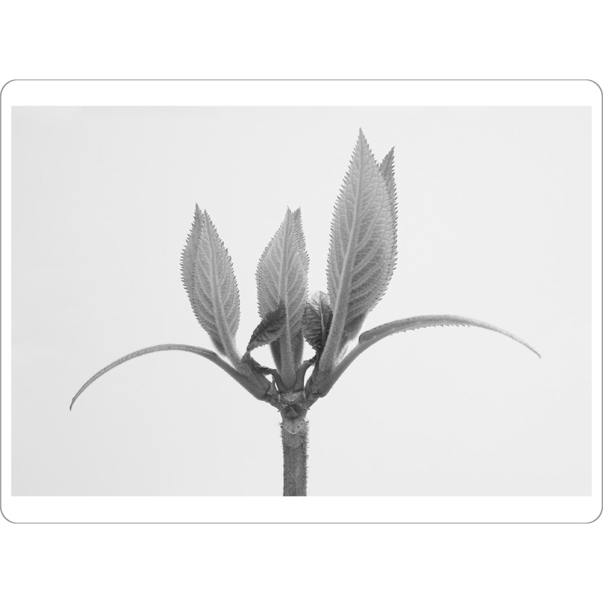 Tischset "Nature Close Up" artboxONE - Natur,Floral - Natur,Nahaufnahme,Blätter,Abstract,Floral,Nature,Blume,Closeup,Blüte,Plant,Spring - Bild natur