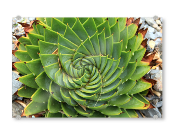 Acrylglasbild "Aloe von oben" artboxONE - Natur,Floral - Pflanze,Kaktus,Aloe,Plant,Botanical,Aloevera,Cacteen,Nature,Natur,Floral,Closeup