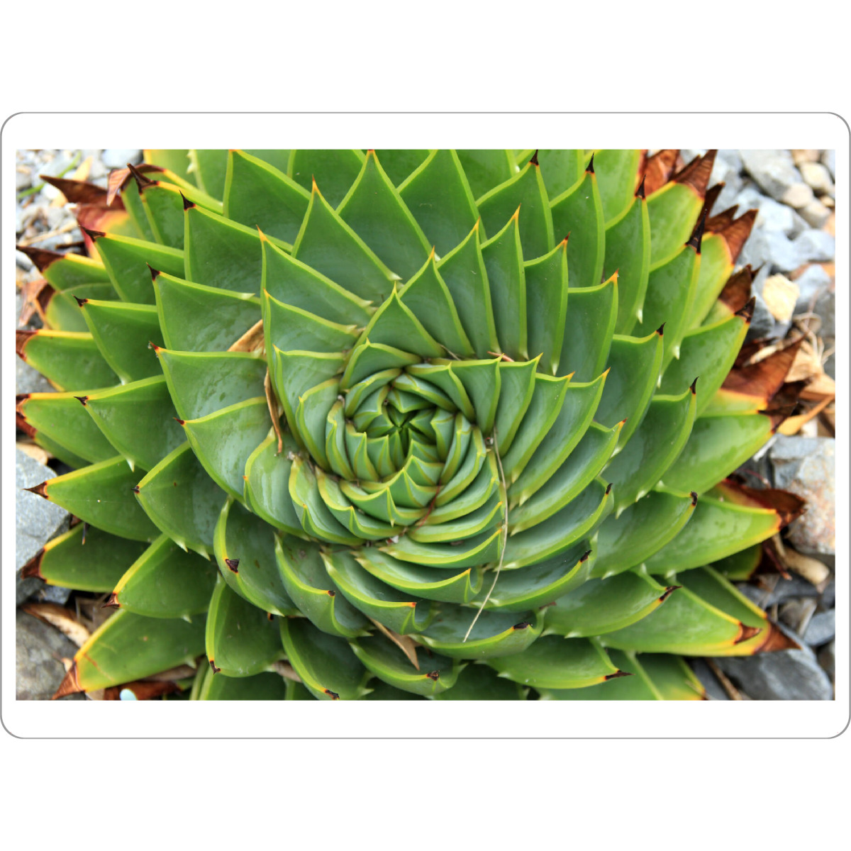 Tischset "Aloe von oben" artboxONE - Natur,Floral - Pflanze,Kaktus,Aloe,Plant,Botanical,Aloevera,Cacteen,Nature,Natur,Floral,Closeup - Bild pflanze