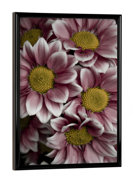 Poster mit schwarzem Rahmen "Beautiful pink flower" artboxONE - Natur,Reise,Floral