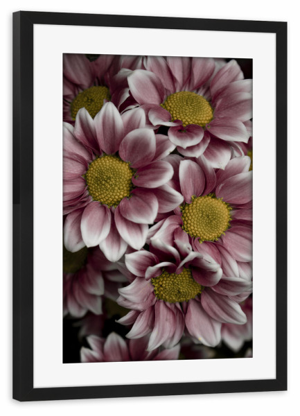 Poster mit Rahmen schwarz "Beautiful pink flower" artboxONE - Natur,Reise,Floral
