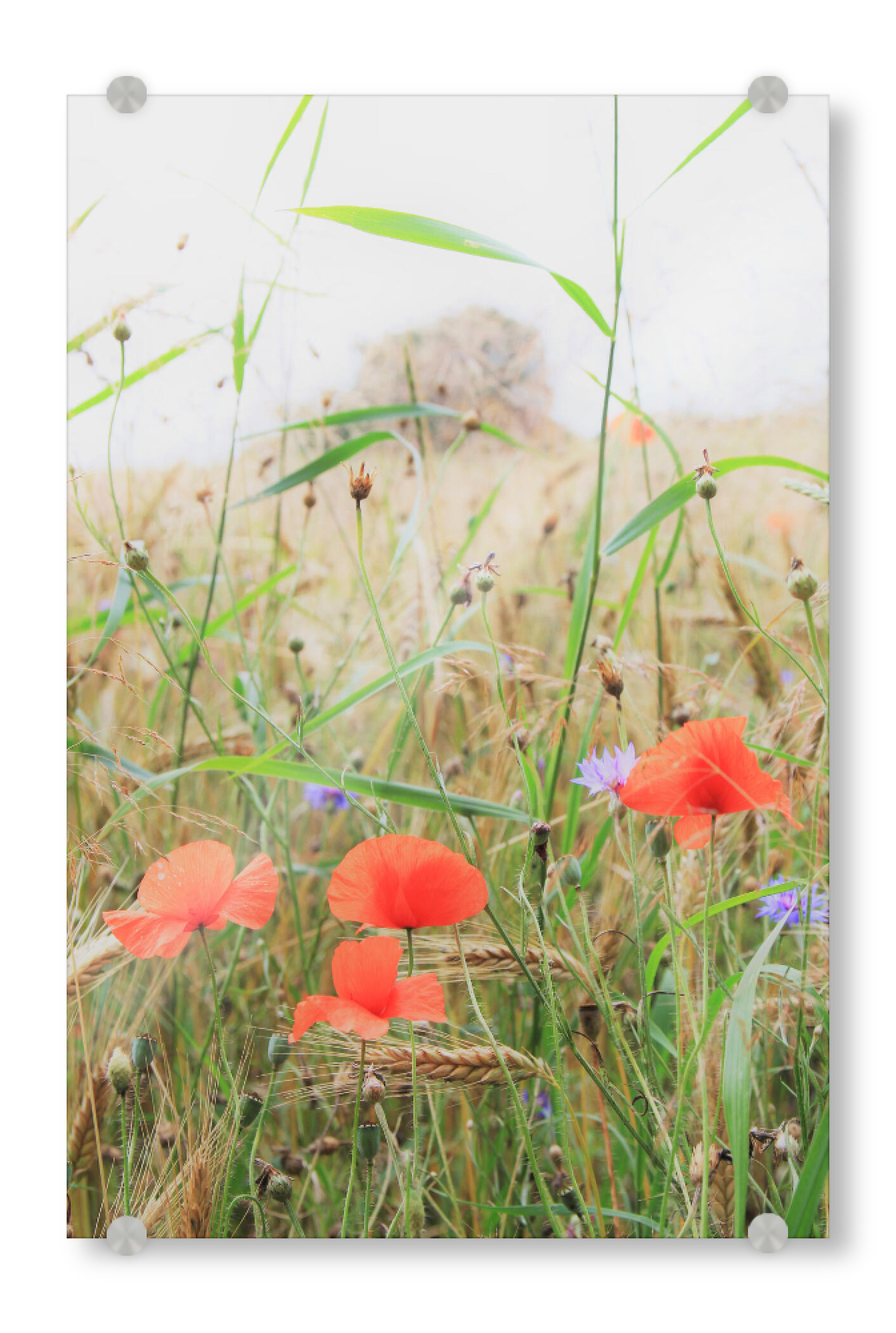 Acrylglasbild "Mohn am Feldrand" artboxONE - Natur - Mohn,Mohnblumen,Ackerbau,Feld,Feldrand,Natur,Vintage,Blumen,Flowers,Floral,Nature,Field,Moon