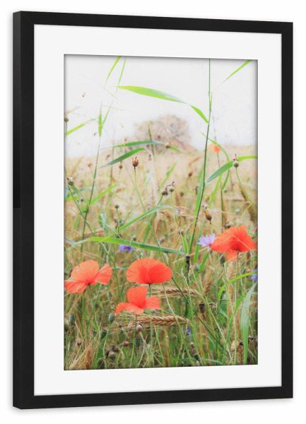Poster mit Rahmen schwarz "Mohn am Feldrand" artboxONE - Natur