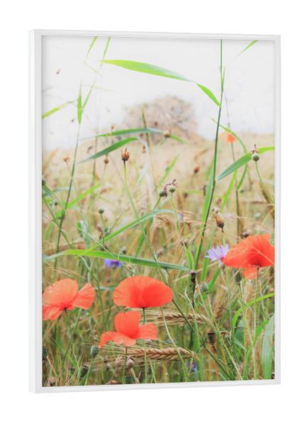 Poster mit weißem Rahmen "Mohn am Feldrand" artboxONE - Natur