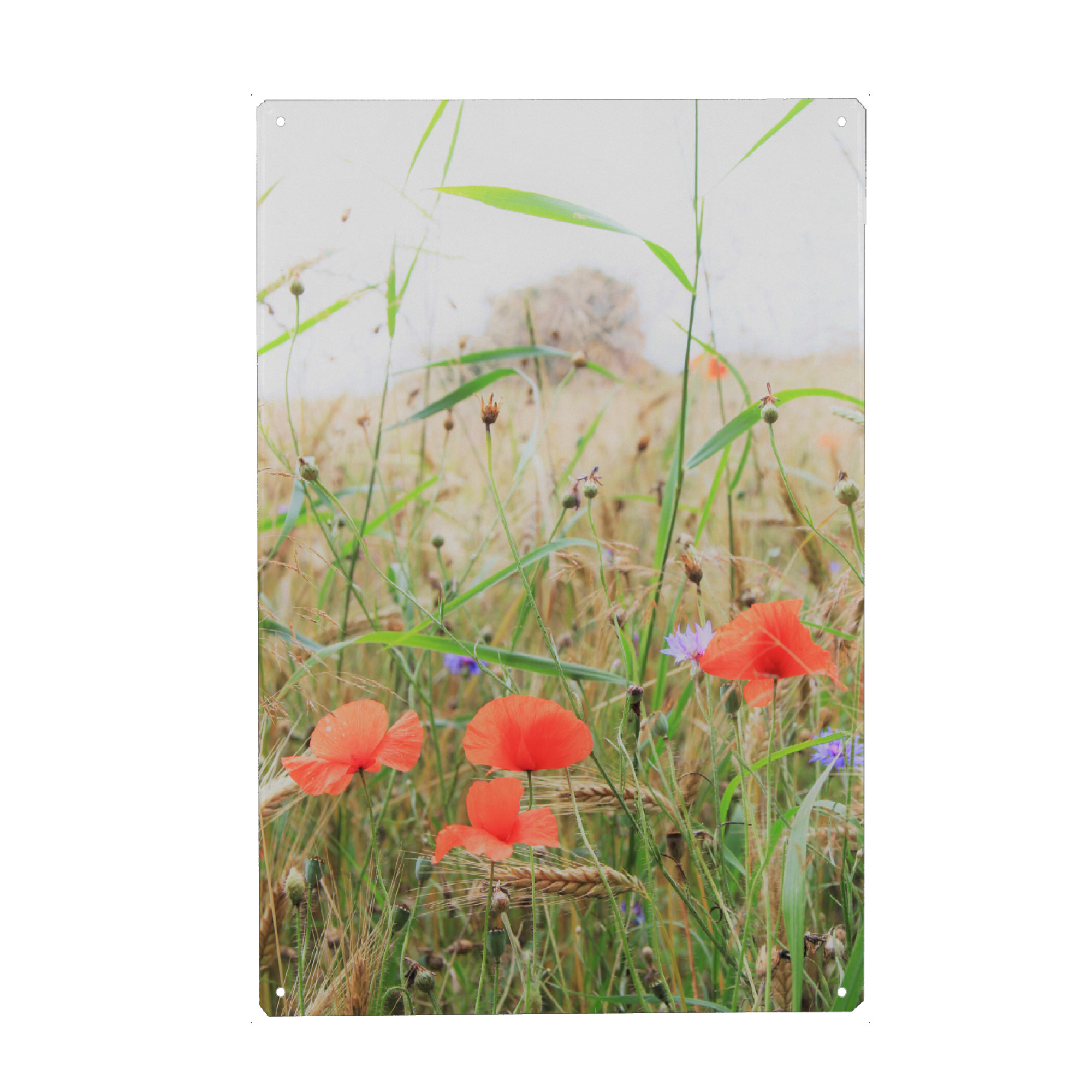 Metall Poster "Mohn am Feldrand" artboxONE - Natur - Mohn,Mohnblumen,Ackerbau,Feld,Feldrand,Natur,Vintage,Blumen,Flowers,Floral,Nature,Field,Moon