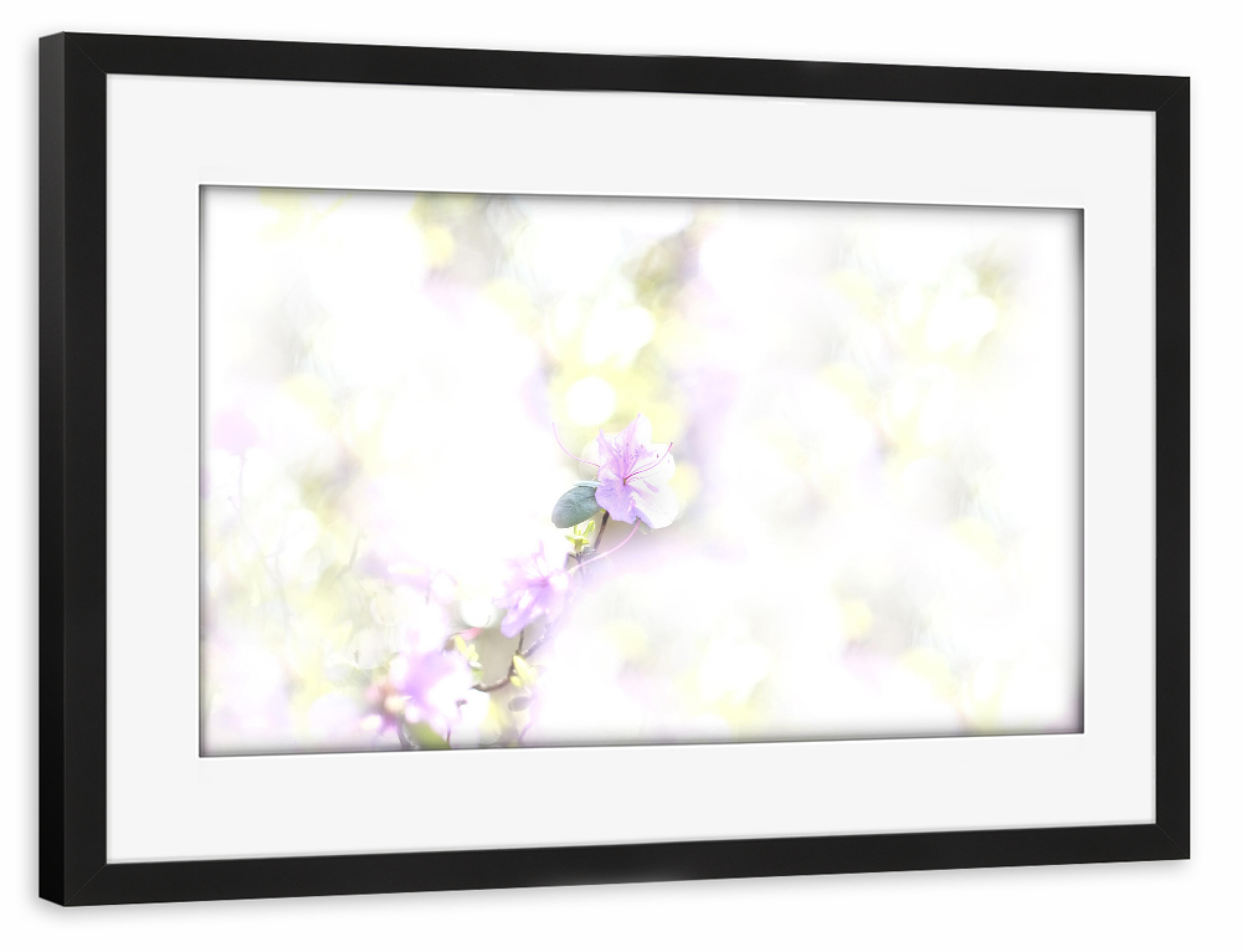 Poster mit Rahmen schwarz "Frühlingslicht" artboxONE - Natur,Floral - Blüte,Frühling,Floral,Flower,Blumen,Nature,Natur,Closeup