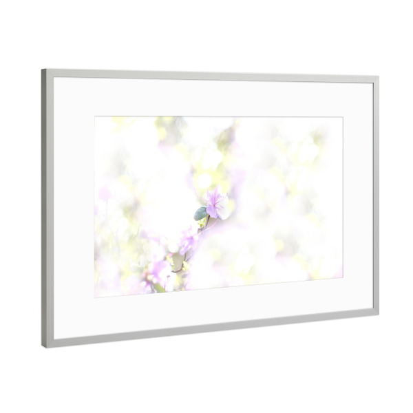 Poster mit Rahmen Silber "Frühlingslicht" artboxONE - Natur,Floral - Blüte,Frühling,Floral,Flower,Blumen,Nature,Natur,Closeup