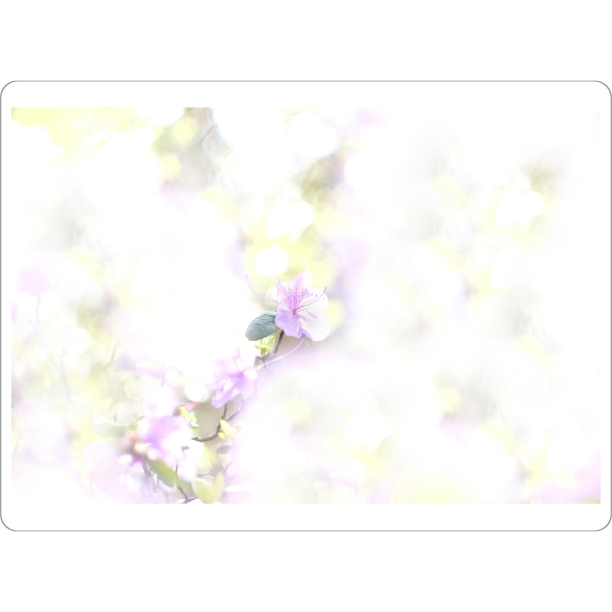 Tischset "Frühlingslicht" artboxONE - Natur,Floral - Blüte,Frühling,Floral,Flower,Blumen,Nature,Natur,Closeup - Bild blüte