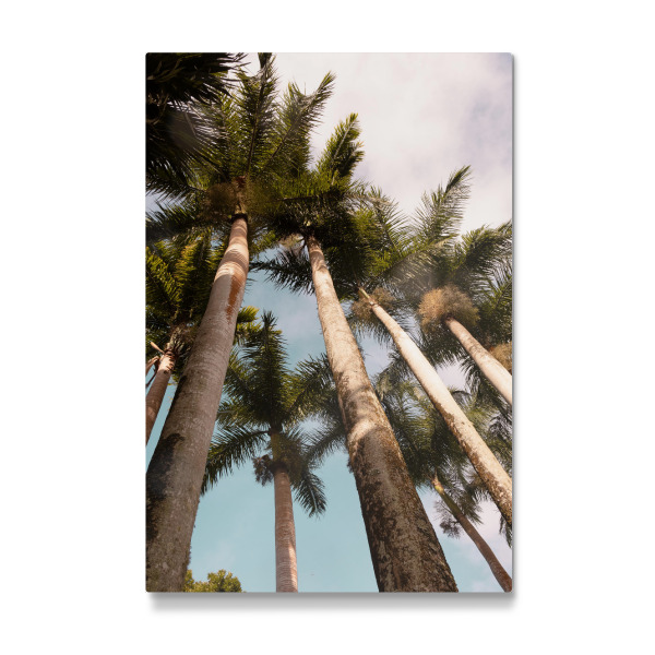 Galerie-Print "Sunny palms" 30x20 cm artboxONE