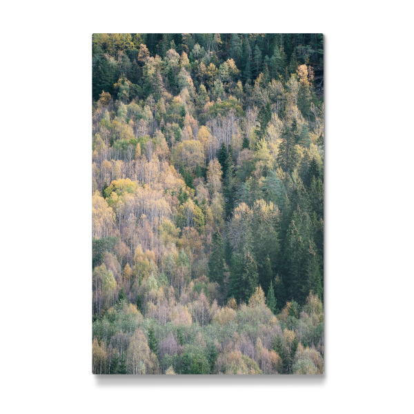 Galerie-Print "Die Farben des Waldes" 30x20 cm artboxONE