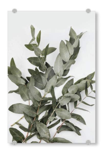 Acrylglasbild "Eucalyptus Photo" artboxONE - Natur,Floral