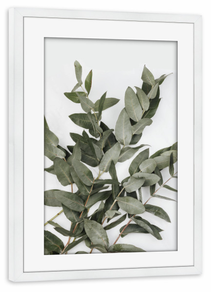 Poster mit Rahmen weiß "Eucalyptus Photo" artboxONE - Natur,Floral
