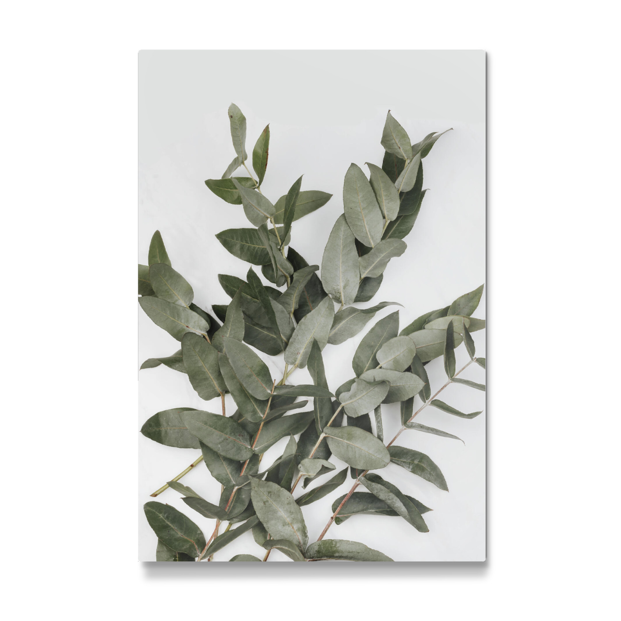 Galerie-Print "Eucalyptus Photo" 75x50 cm artboxONE