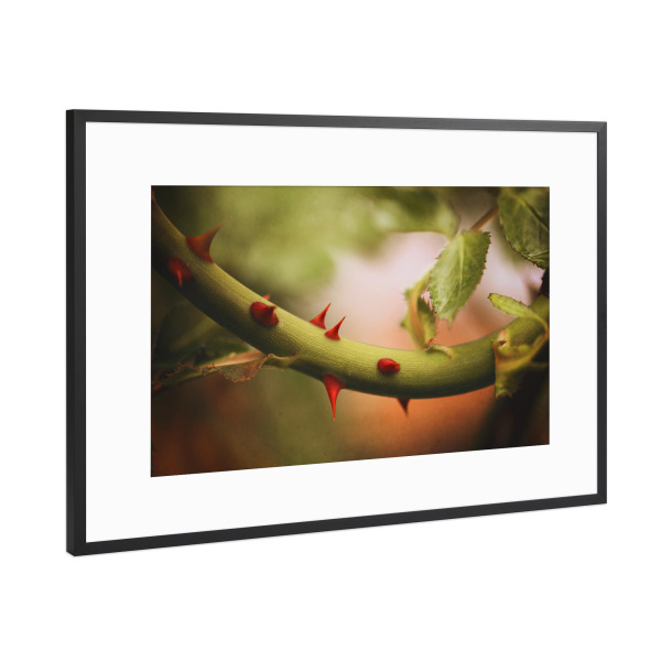 Poster mit Rahmen Schwarz (Metallic) "Rosengarten" artboxONE - Natur,Floral