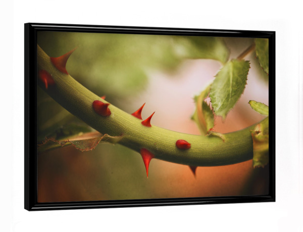 Poster mit schwarzem Rahmen "Rosengarten" artboxONE - Natur,Floral