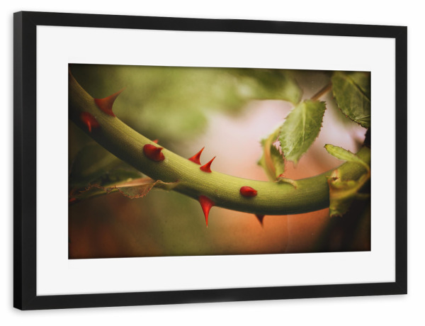 Poster mit Rahmen schwarz "Rosengarten" artboxONE - Natur,Floral