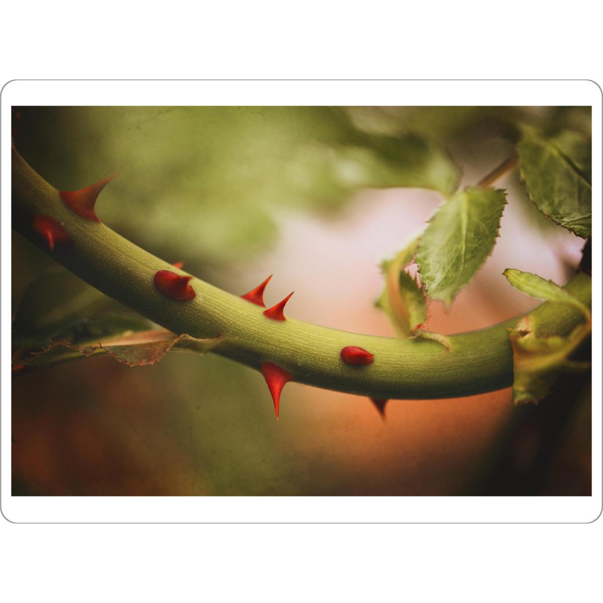 Tischset "Rosengarten" artboxONE - Natur,Floral - Märchen,Magisch,Dorn,Rosenstrauch,Closeup,Dornen,Blumen,Flowers,Rose,Nature,Natur,Floral