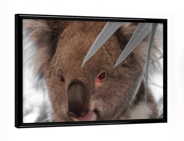 Poster mit schwarzem Rahmen "Koala Bär Gesicht ck" artboxONE - Natur,Tiere,Abstrakt