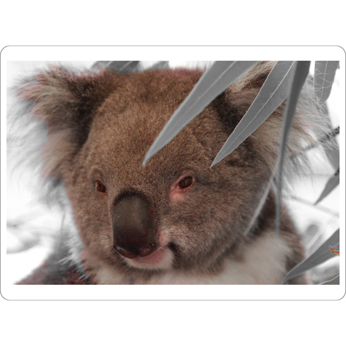 Tischset "Koala Bär Gesicht ck" artboxONE - Natur,Tiere,Abstrakt