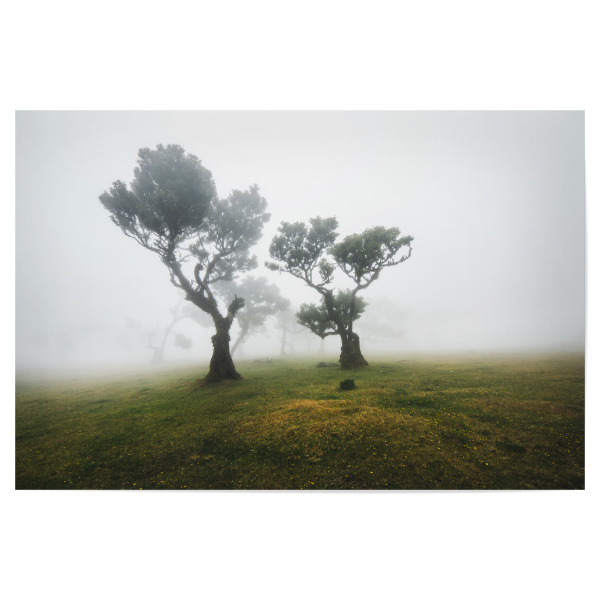Poster "Trees in Fog" artboxONE - Natur,Reise - Madeira,Fog,Mood,Nebel,Wald,Portugal,Fanal,Landscape,Natur,Nature,Baum,Moody,Blau,Trees,Bäume