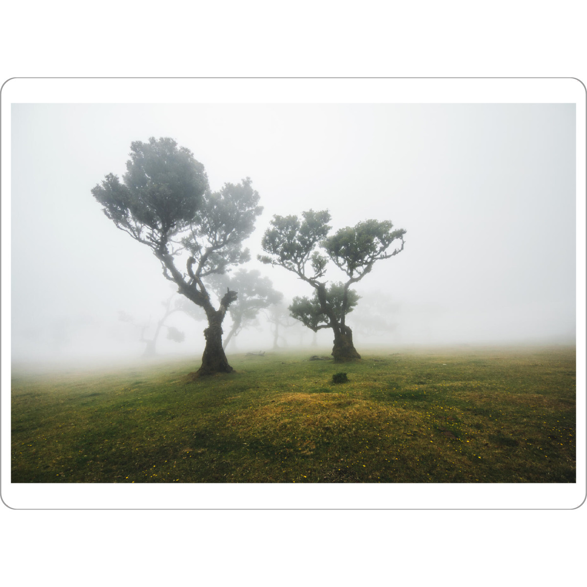 Tischset "Trees in Fog" artboxONE - Natur,Reise - Madeira,Fog,Mood,Nebel,Wald,Portugal,Fanal,Landscape,Natur,Nature,Baum,Moody,Blau,Trees,Bäume