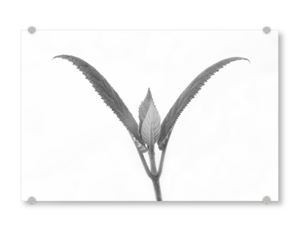 Acrylglasbild "Art by Nature Work I" artboxONE - Natur,Abstrakt