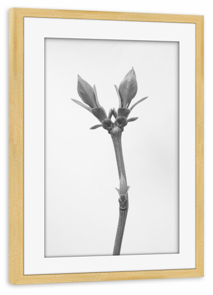 Poster mit Rahmen kiefer "Art by Nature" artboxONE - Natur,Floral