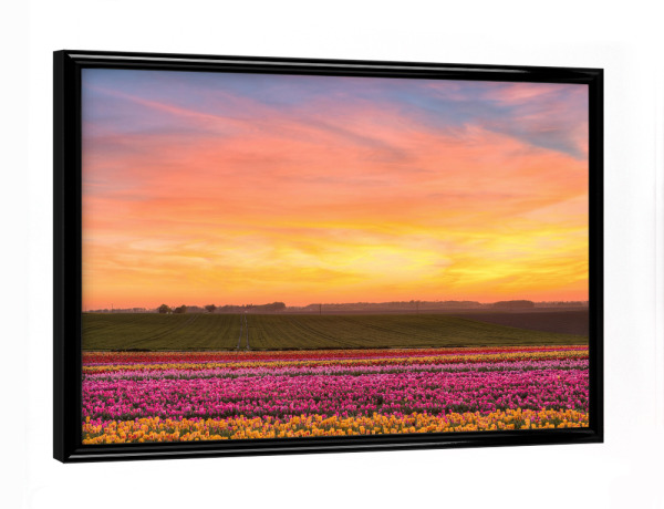 Poster mit schwarzem Rahmen "Sonnenuntergang im Tulpenfeld" artboxONE - Natur,Reise