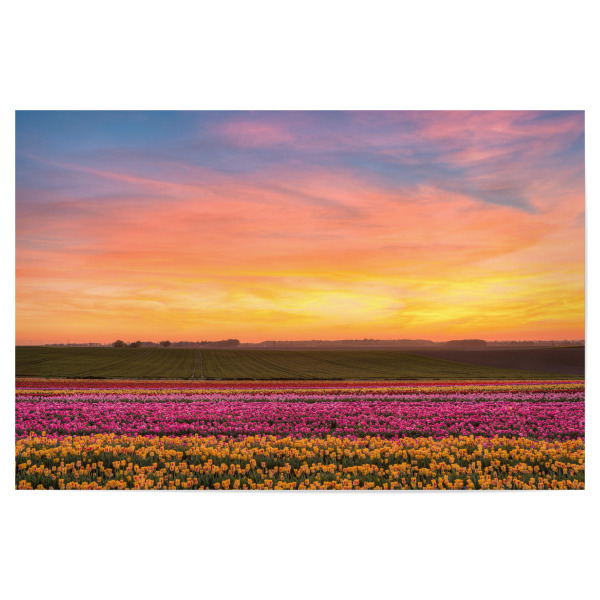 Poster 30x20 cm "Sonnenuntergang im Tulpenfeld" artboxONE - Natur,Reise