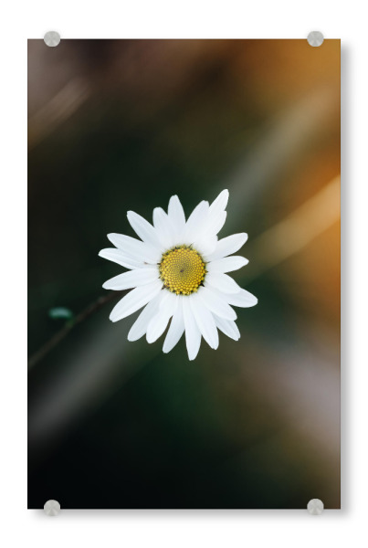 Acrylglasbild "A flower a day" artboxONE - Natur,Reise,Abstrakt,Reise / Länder