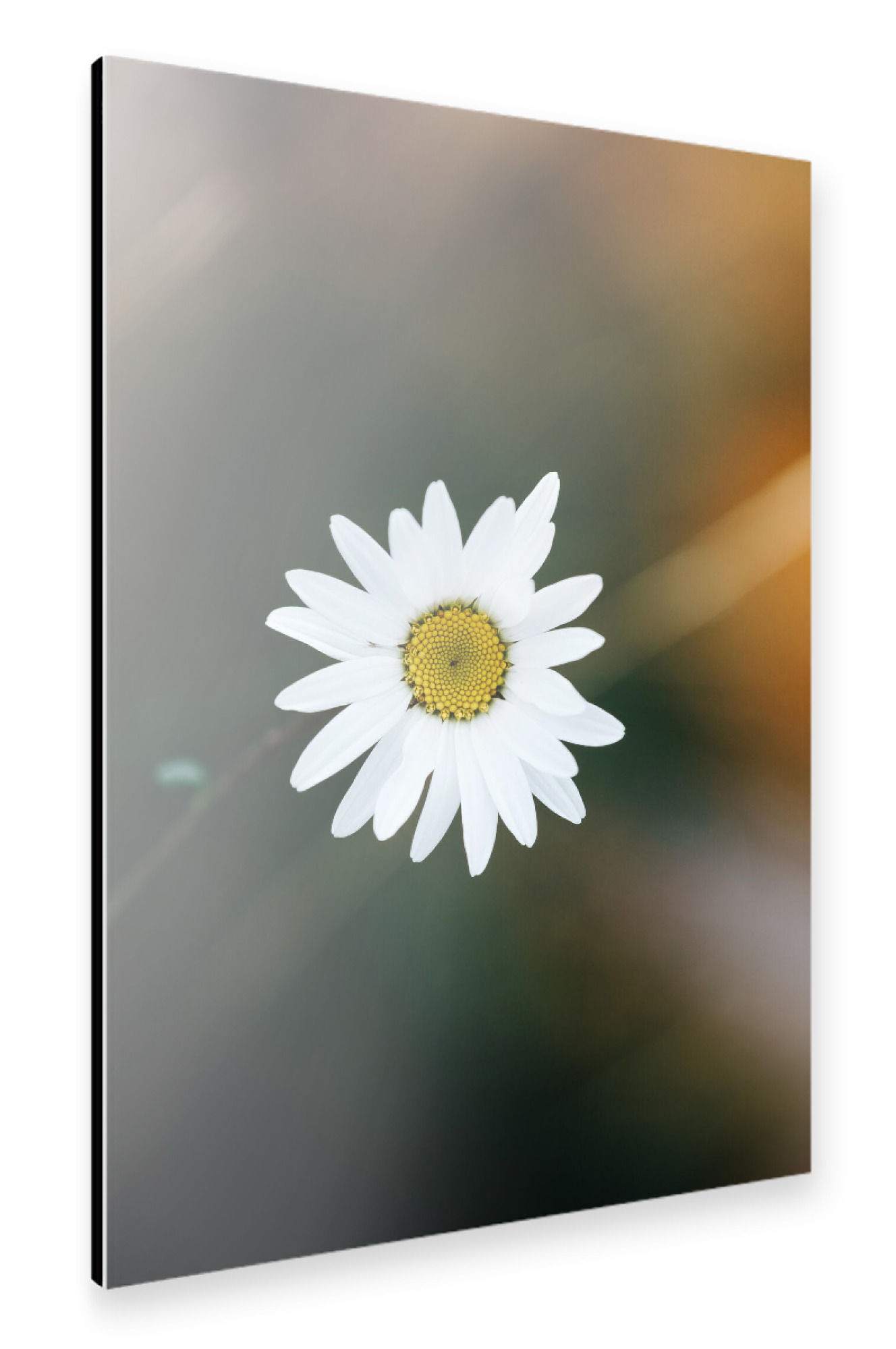 Alu-Dibond "A flower a day" 75x50 cm artboxONE