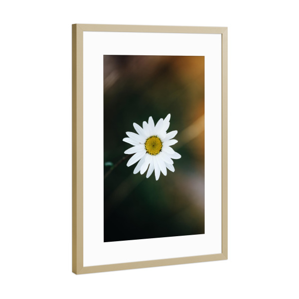 Poster mit Rahmen Gold "A flower a day" artboxONE - Natur,Reise,Abstrakt,Reise / Länder