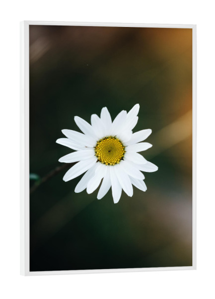 Poster mit weißem Rahmen "A flower a day" artboxONE - Natur,Reise,Abstrakt,Reise / Länder