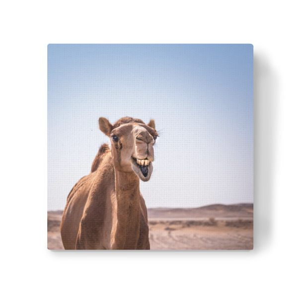 Leinwandbild "Easy Life" artboxONE - Natur,Tiere