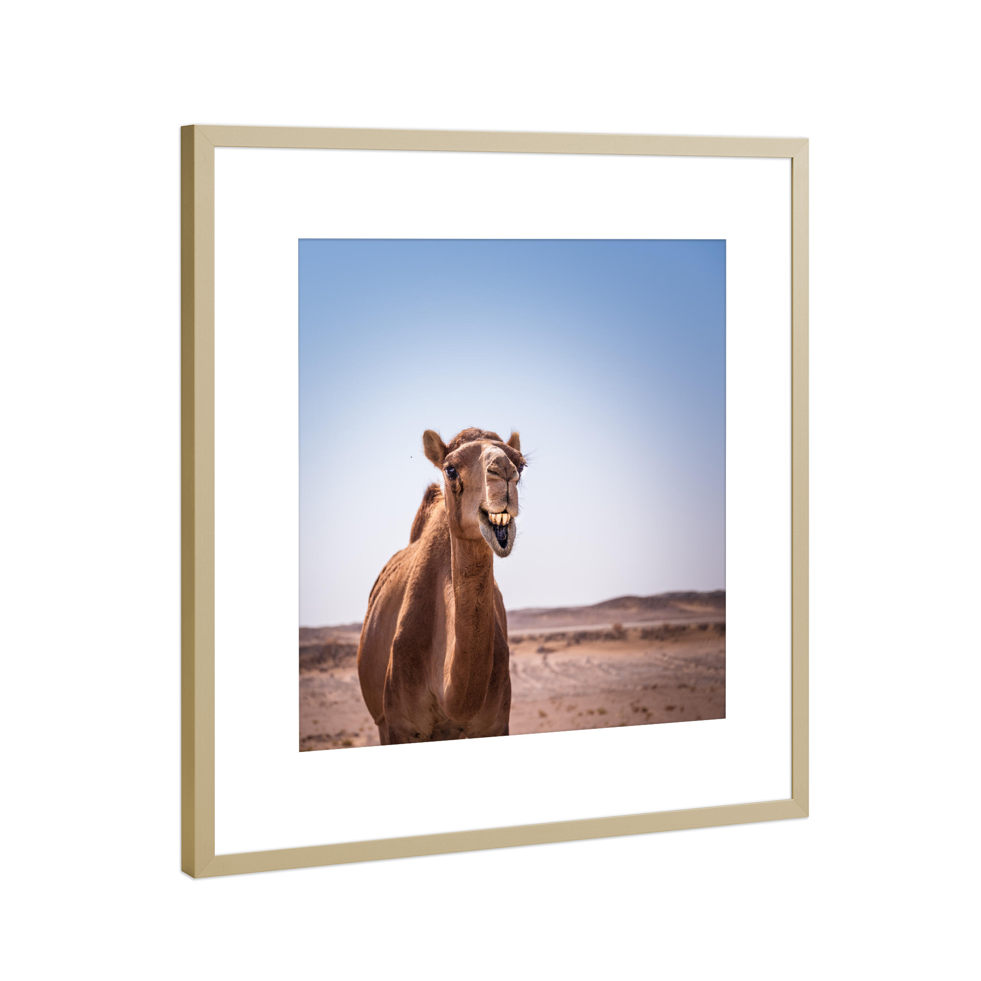 Poster mit Rahmen Gold "Easy Life" artboxONE - Natur,Tiere