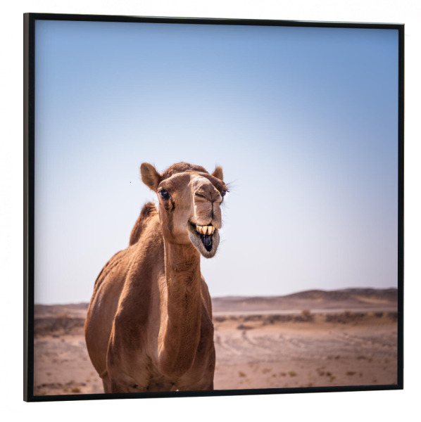 Poster mit schwarzem Rahmen 30x30 cm "Easy Life" artboxONE - Natur,Tiere