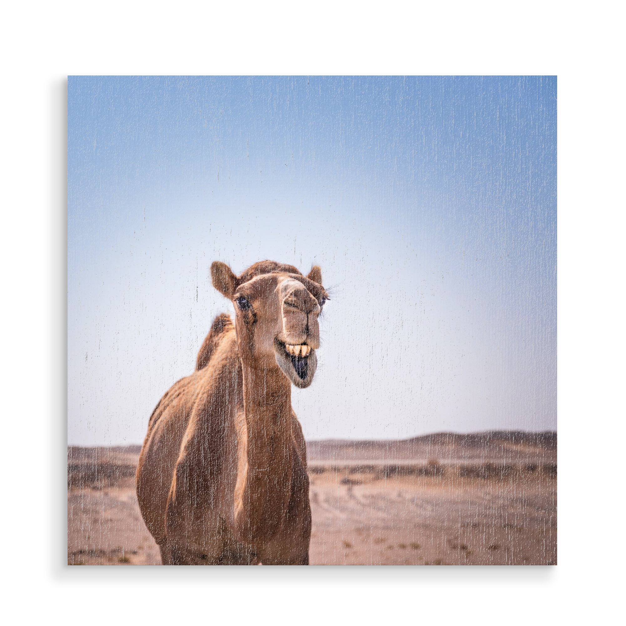 Holzbild "Easy Life" artboxONE - Natur,Tiere - Oman,Dromedar,Kamel,Lustige tiere,Gesicht,Reise,Camel,Animal,Tier,Funny,Lustig,Travel,Sand,Wüste,Desert