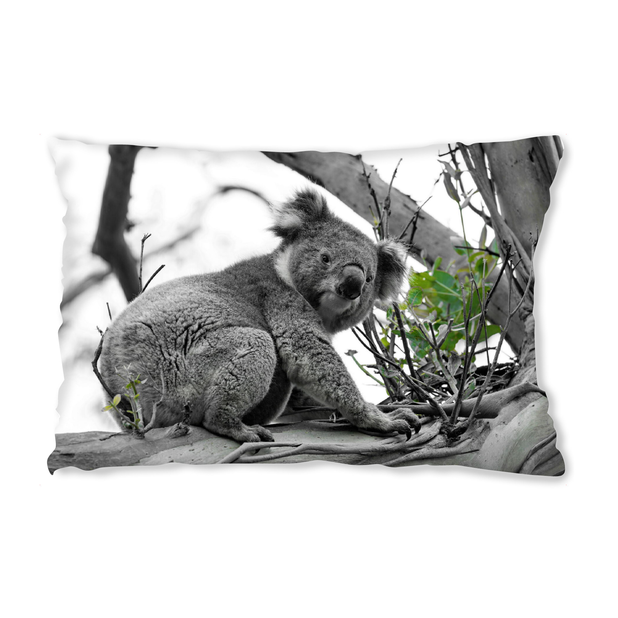 Design-Kissen "Koala 2020 ck" artboxONE - Natur,Tiere - Koala,Kaolabär,Bär,Bear,Koalabear,Animal,Tier,Nature,Natur,Baum,Tree - Bild koala