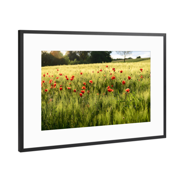Poster mit Rahmen Schwarz (Metallic) "Mohn am Kornfeld" artboxONE - Natur,Floral