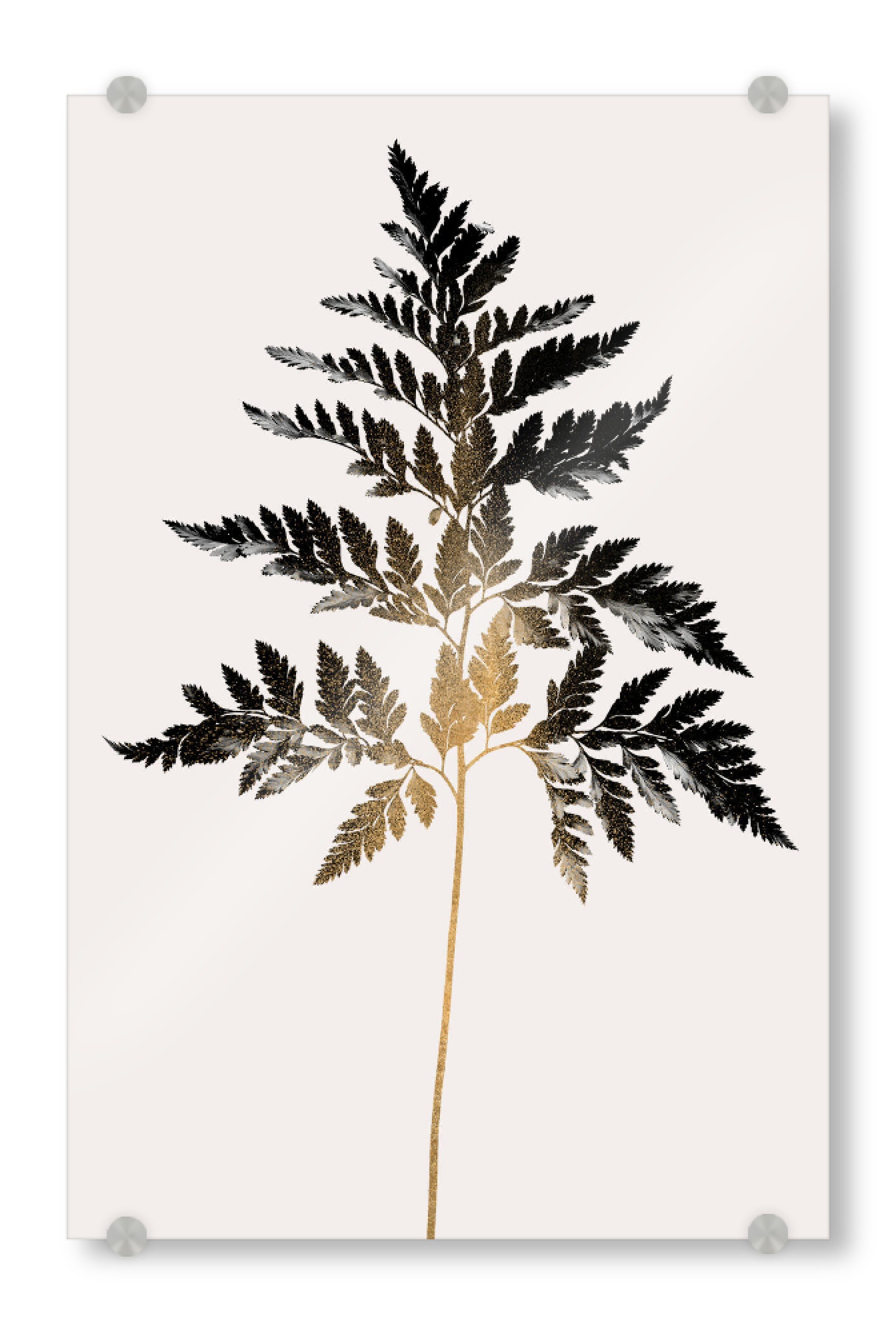 Acrylglasbild "Black Fern" artboxONE - Natur,Floral,Abstrakt - Pflanze,Farn,Plant,Blätter,Abstract,Abstrakt,Minimal,Minimalistisch,Nature,Natur