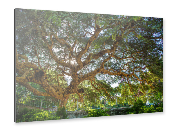 Alu-Dibond "Baum der Geister" 30x20 cm artboxONE
