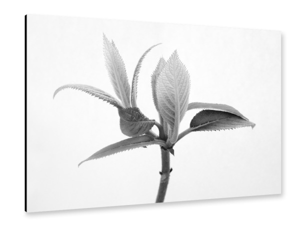 Alu-Dibond "Nature Close Up BW" 30x20 cm artboxONE