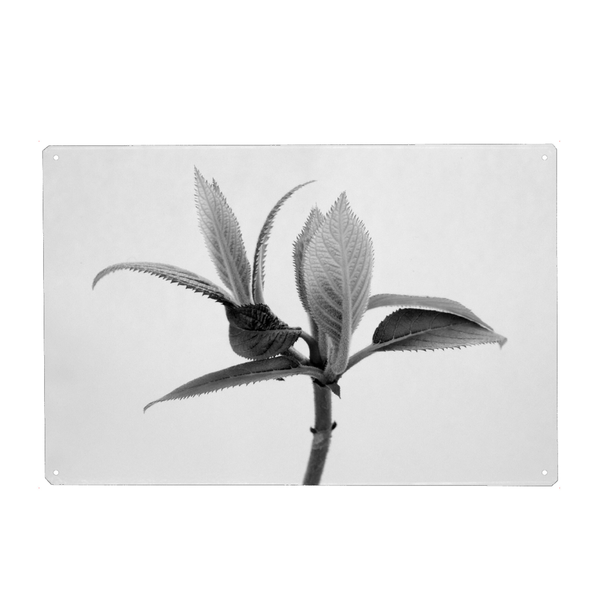 Metall Poster "Nature Close Up BW" artboxONE - Natur - Blätter,Frühling,Abstract art,Abstract,Abstrakt,Leaves,Spring,Nature,Natur,Schwarzweiß,Closeup
