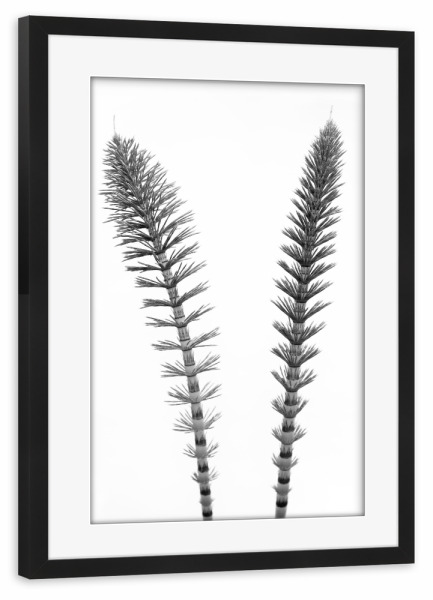 Poster mit Rahmen schwarz "Just the Two of us" artboxONE - Natur,Floral,Abstrakt